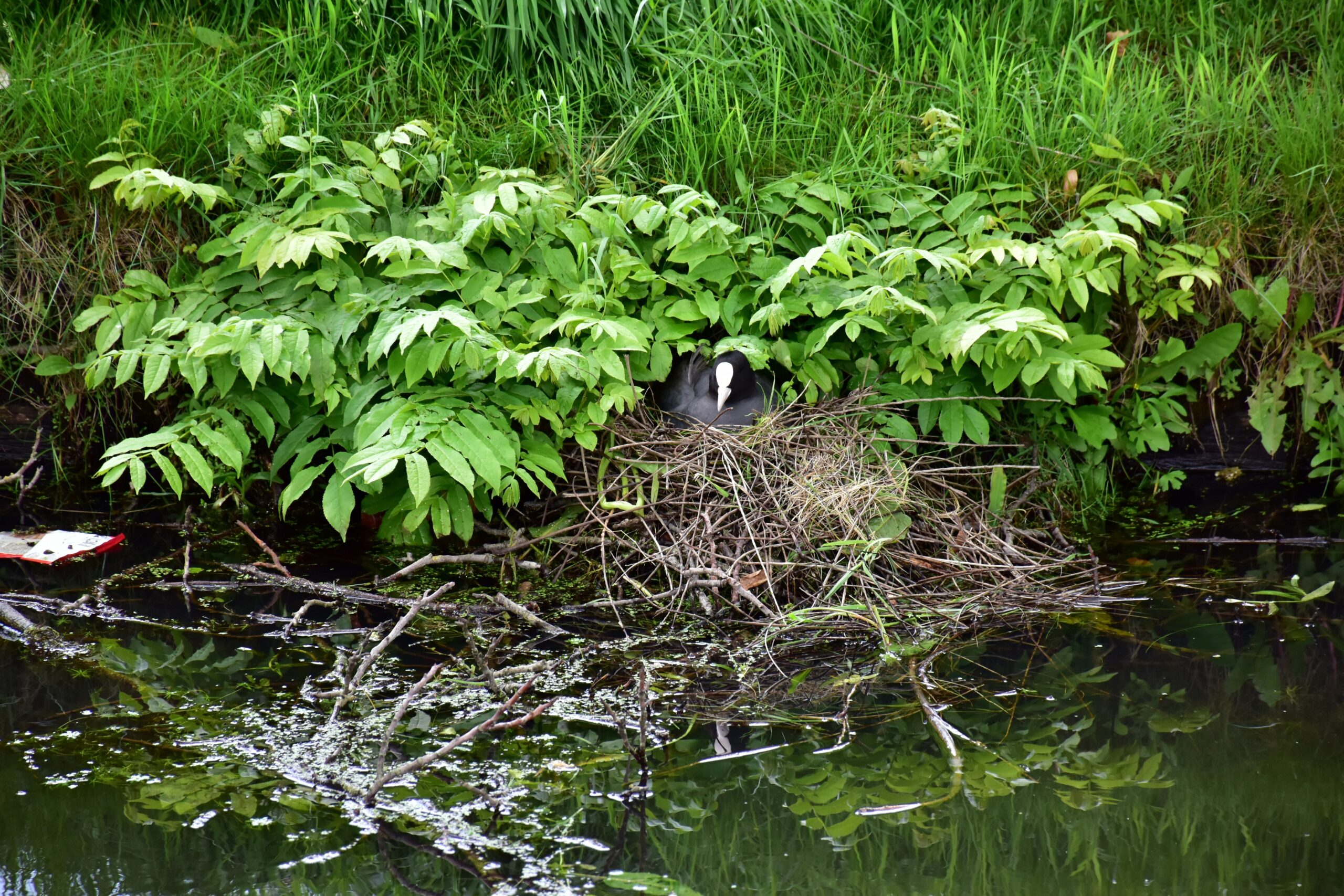 You are currently viewing The Environmental Platforms of the GOP and the Democratic Party